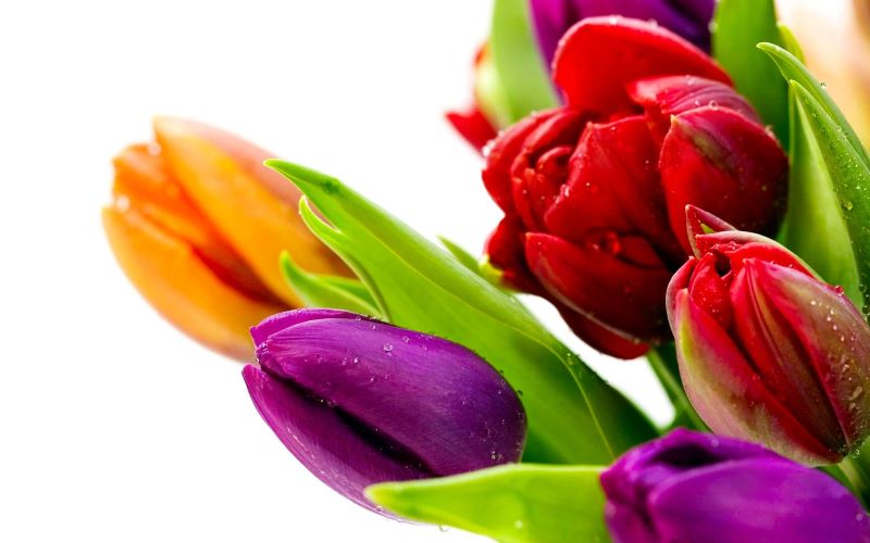 hinh nen hoa tulip 4k congngheaz 10