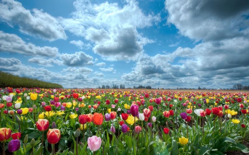 hinh nen hoa tulip 4k congngheaz 11